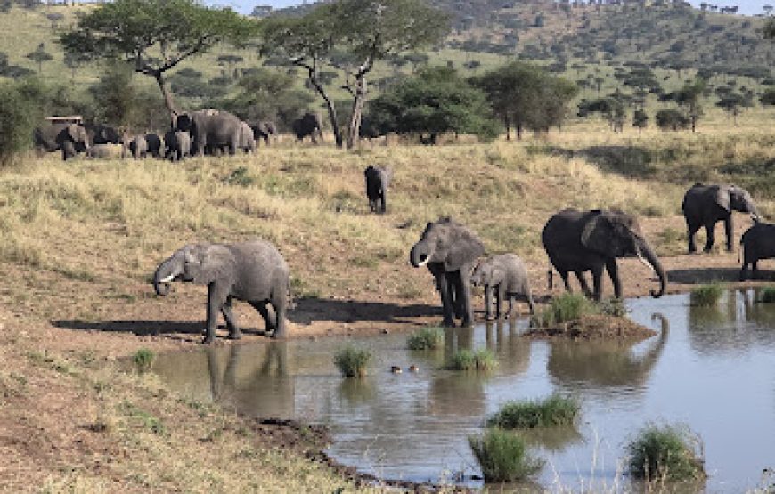 5 Days Lake Mburo & Bwindi Gorilla Tour