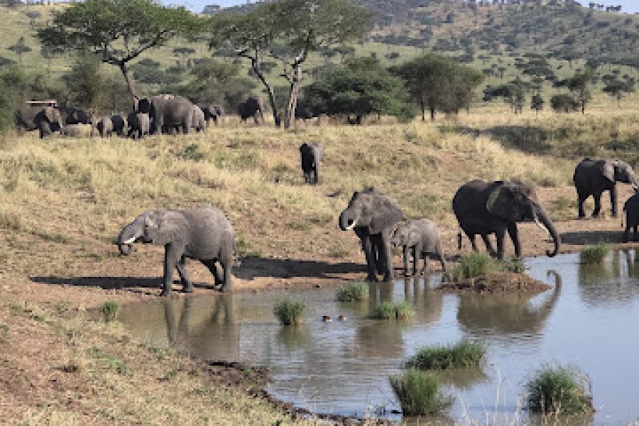 4 Days Lake Manyara, Serengeti And Ngorongoro Crater