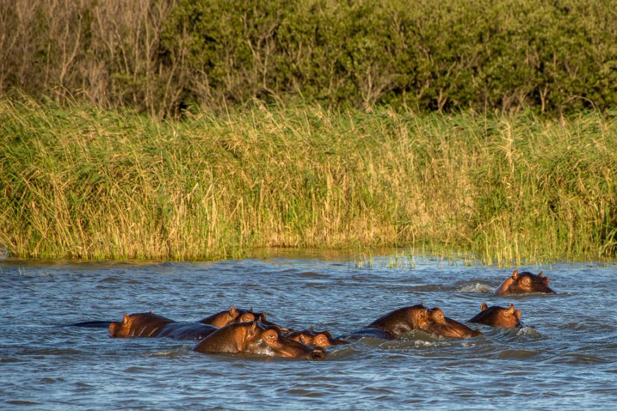 5 Days Lake Mburo & Bwindi Gorilla Tour