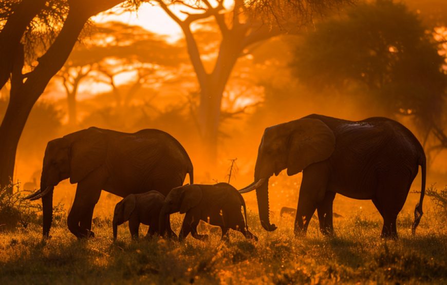 6 Days 5 Nights Lake Manyara, Ngorongoro, Serengeti & Tarangire National Park