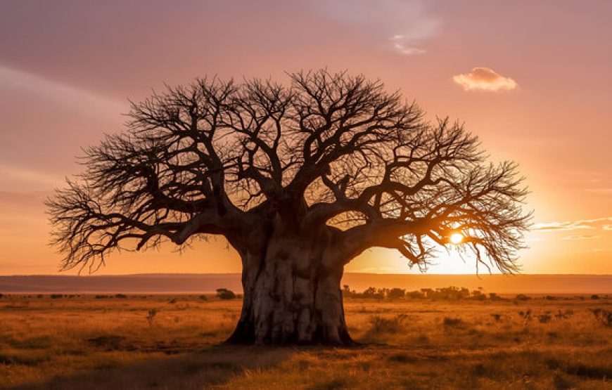 6 Days 5 Nights Lake Manyara, Ngorongoro, Serengeti & Tarangire National Park