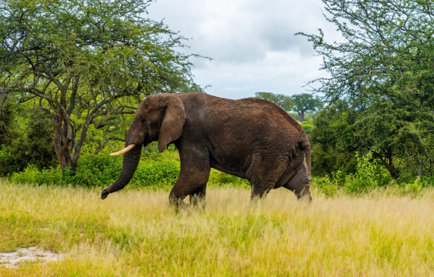 5 Days Lake Mburo & Bwindi Gorilla Tour
