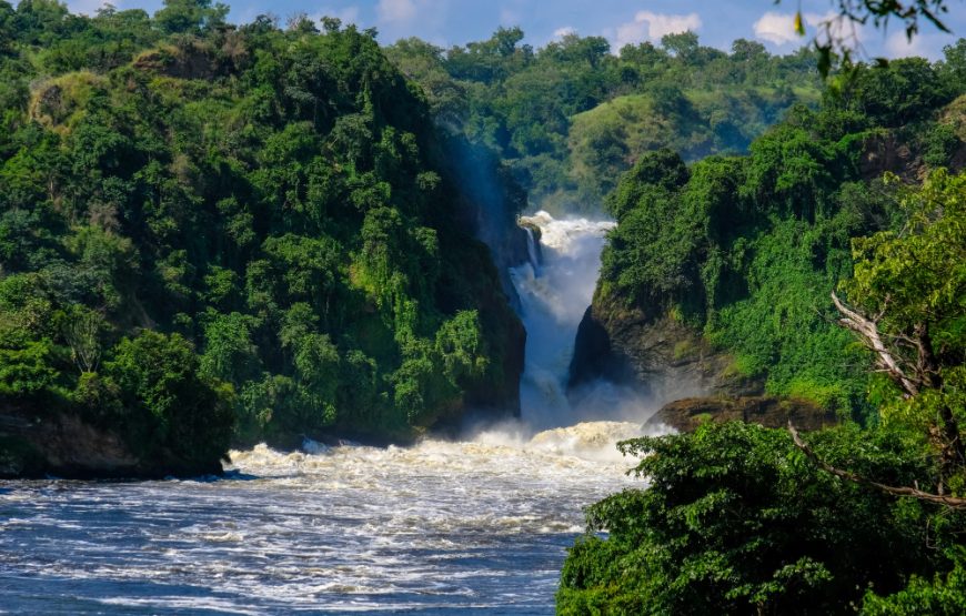 7 Days Murchison Falls, Kibale & Bwindi Tour