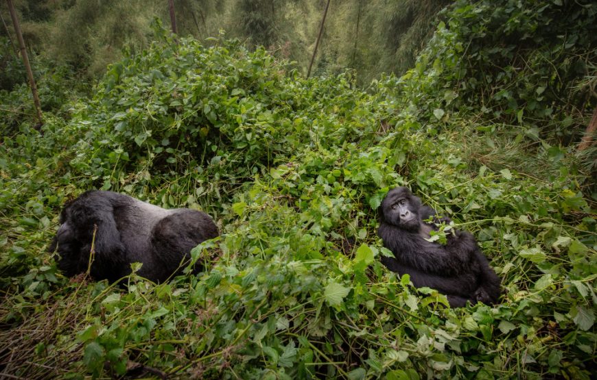 4 Days Gorilla Trekking Adventure