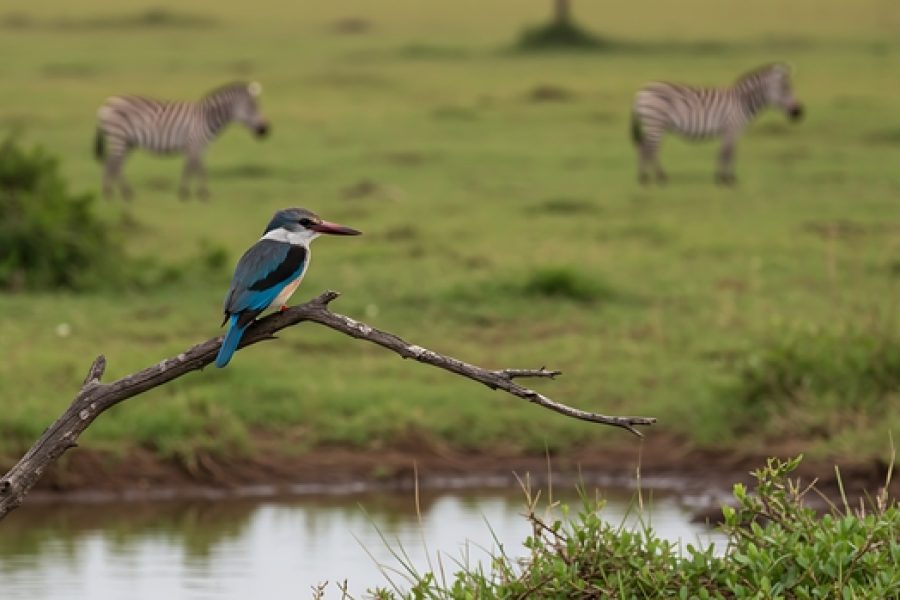 3 Days 2 Night’s Lake Manyara & Ngorongoro Tour