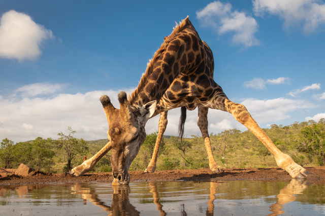 Kenya-Tanzania Safaris