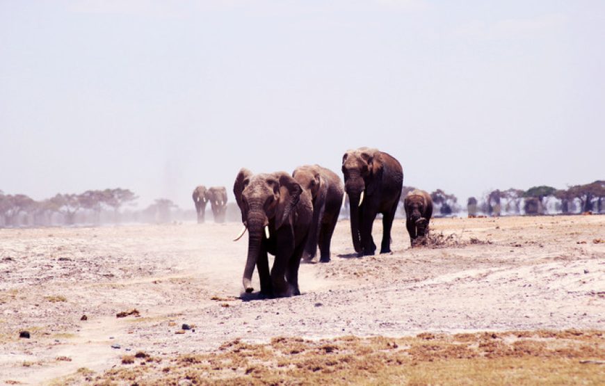 4 Days Lake Manyara, Serengeti And Ngorongoro Crater
