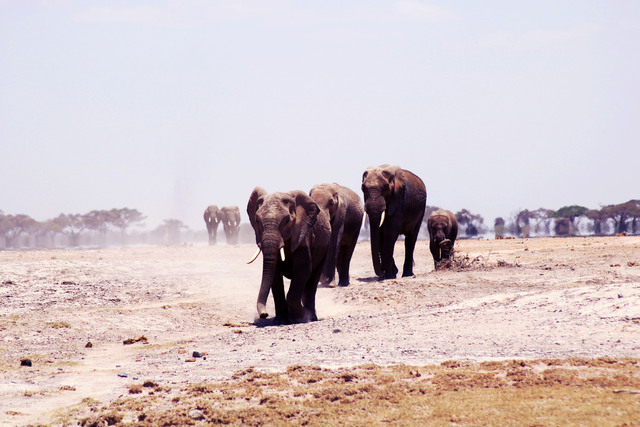 Tanzania Safaris