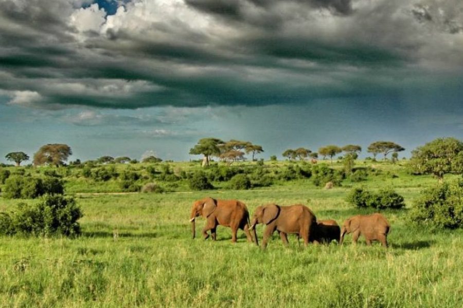 3 Days 2 Nights Tarangire, Lake Manyara & Ngorongoro