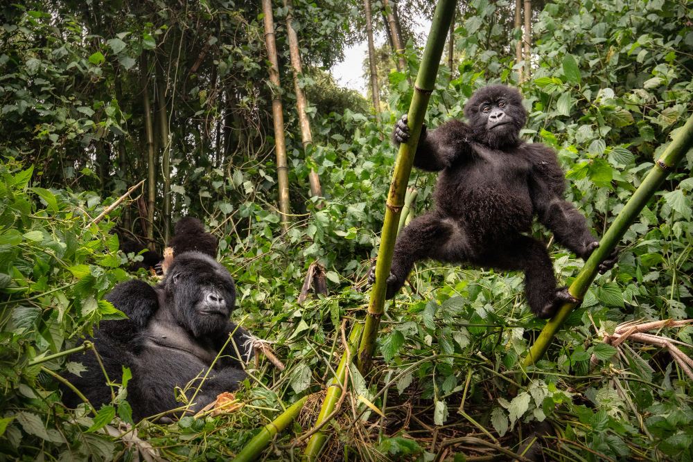 Uganda Safaris