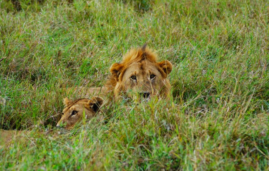 3 Days, 2 Nights Group Joining Masai Mara Safari