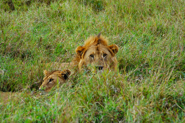 Kenya Safaris