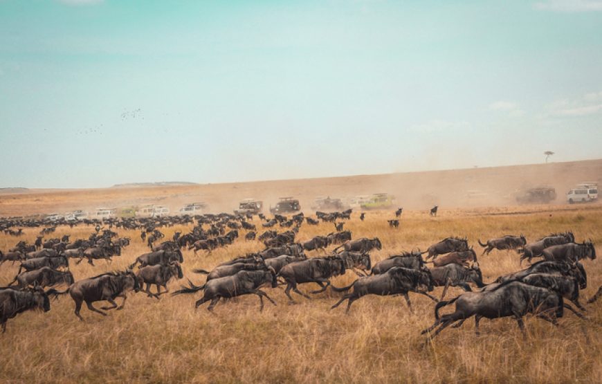 3 Days, 2 Nights Group Joining Masai Mara Safari