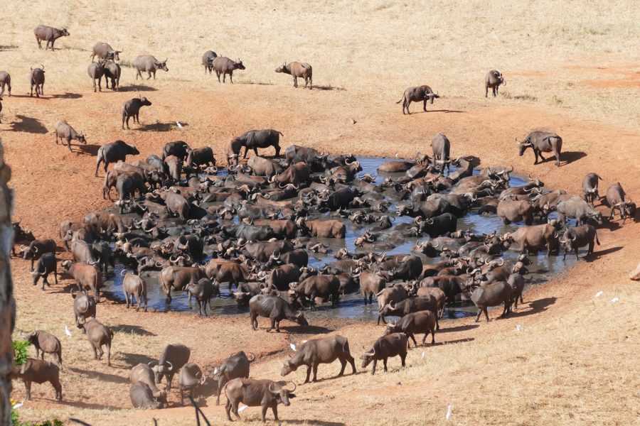 5 Days Masai Mara & Lake Nakuru Private Safari | From Dubai with flights