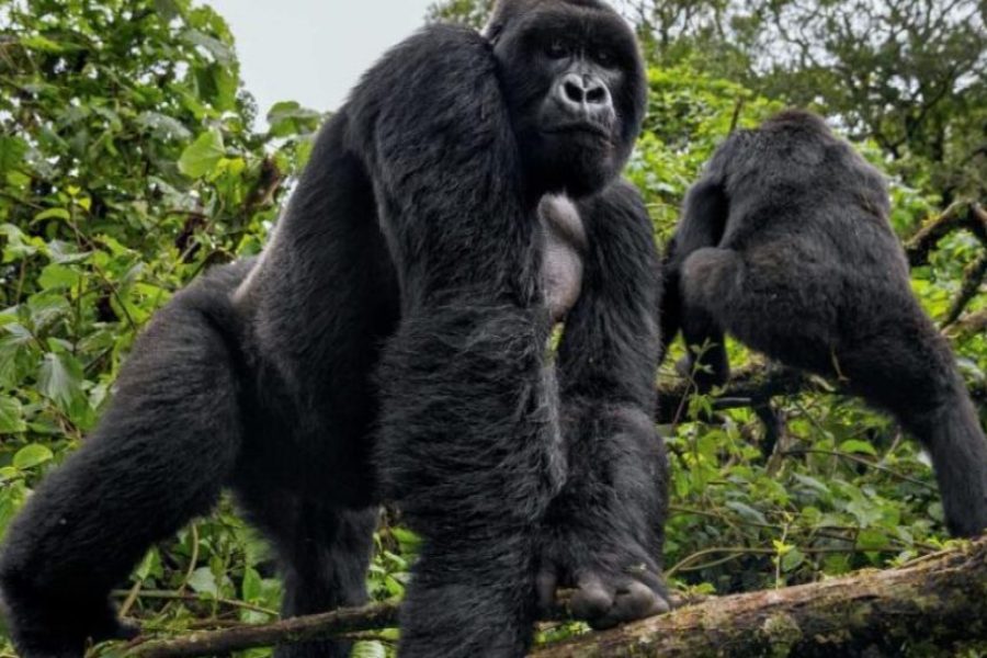 6 Days Kibale, Queen Elizabeth & Bwindi Safari