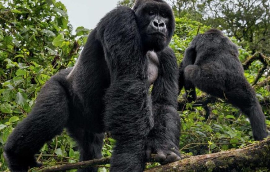 6 Days Kibale, Queen Elizabeth & Bwindi Safari