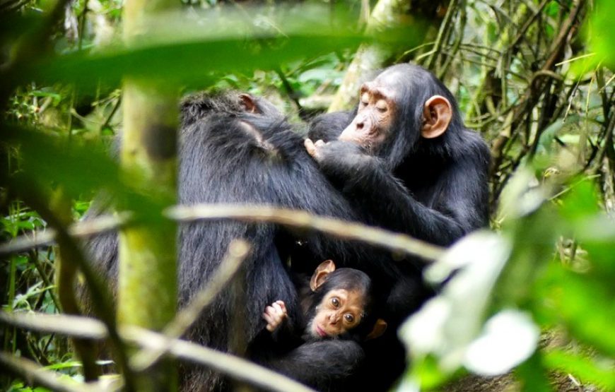 6 Days Kibale, Queen Elizabeth & Bwindi Safari