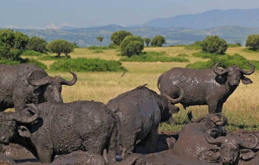 6 Days Kibale, Queen Elizabeth & Bwindi Safari
